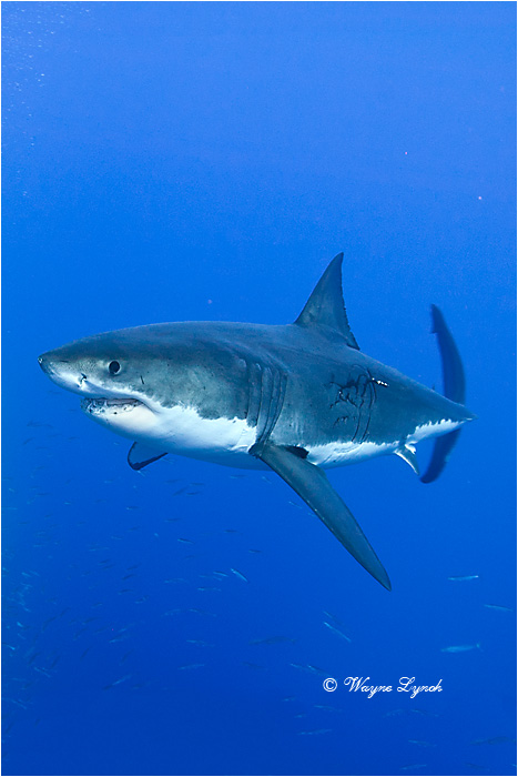 Great White Shark 120 by Dr. Wayne Lynch ©